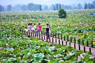 莲花县最新爆料,揭秘当地发展新动态与民生亮点  第1张